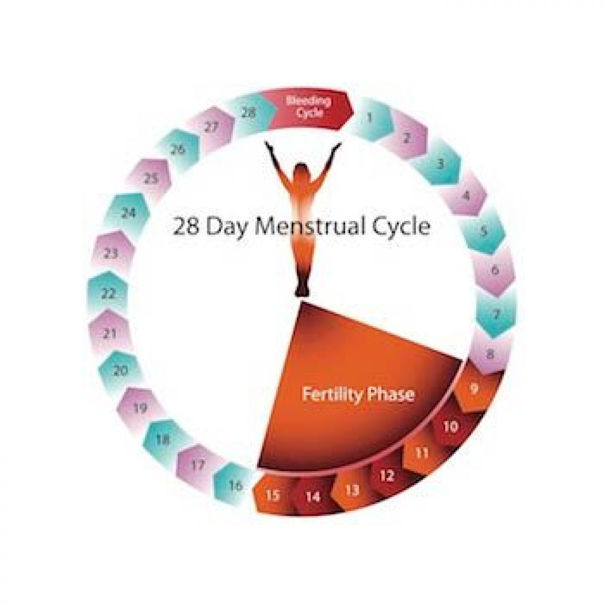 Normal Fertility Cycle 2024