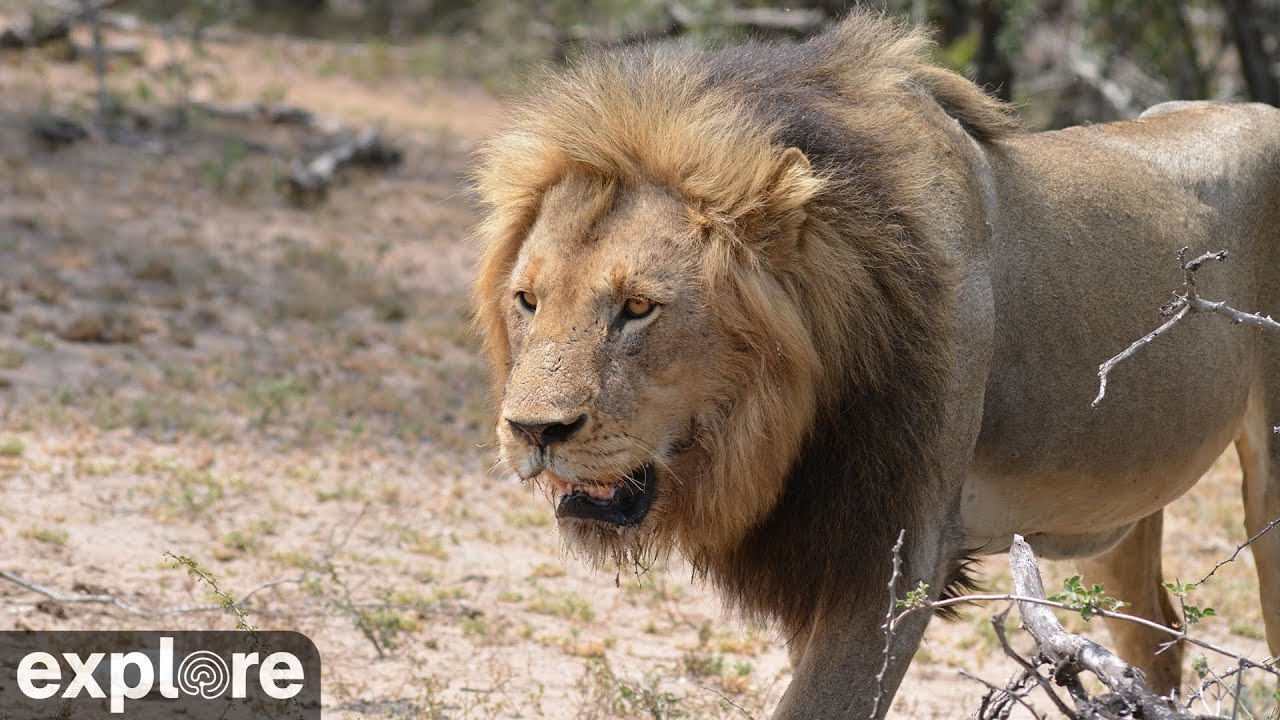 Africam Naledi Cat-EYE