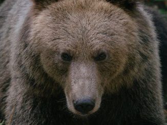 Bear, Romania